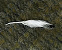 Fragile Feather